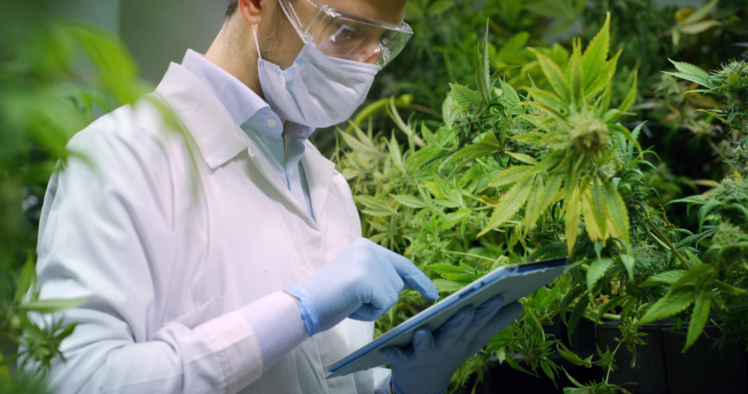 Investing in Cyprus – Cultivation and Production of Medicinal Cannabis